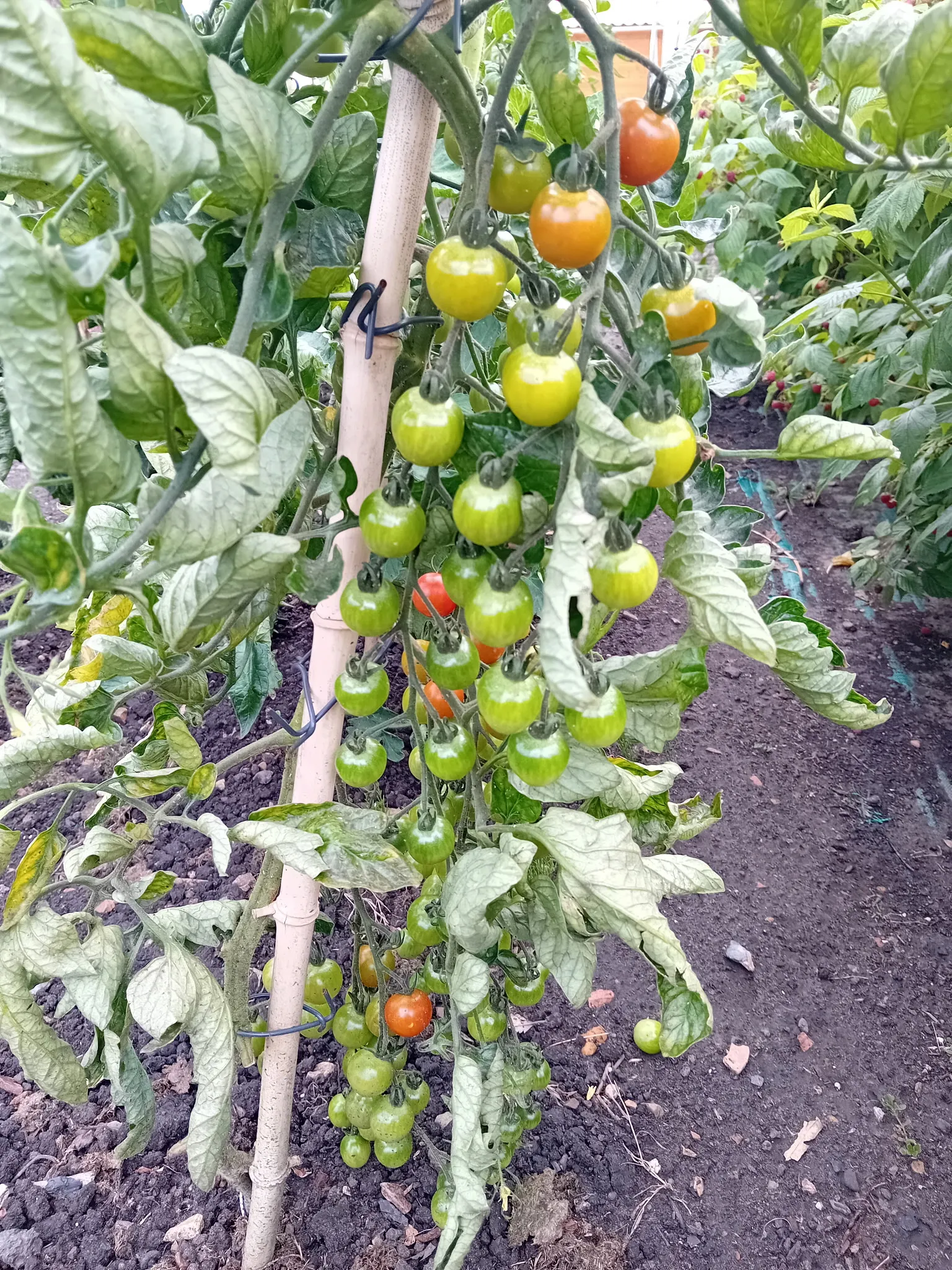 Potager